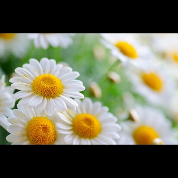 Meet your Posher, Alexis - Picture 1 of 1